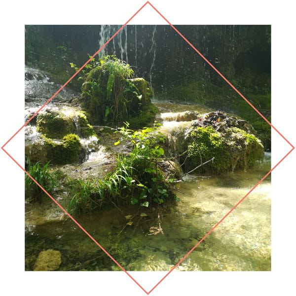 photo de végétation au pied d'une cascade