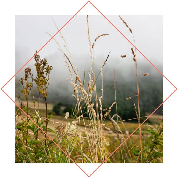 photo d'un gros plan sur des herbes folles